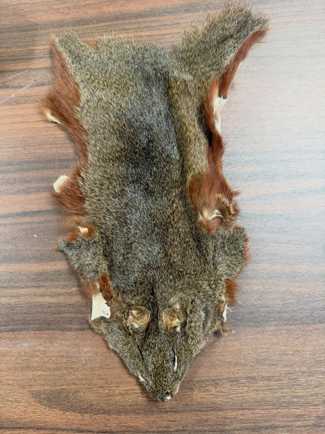 Specialty Skin - Squirrel