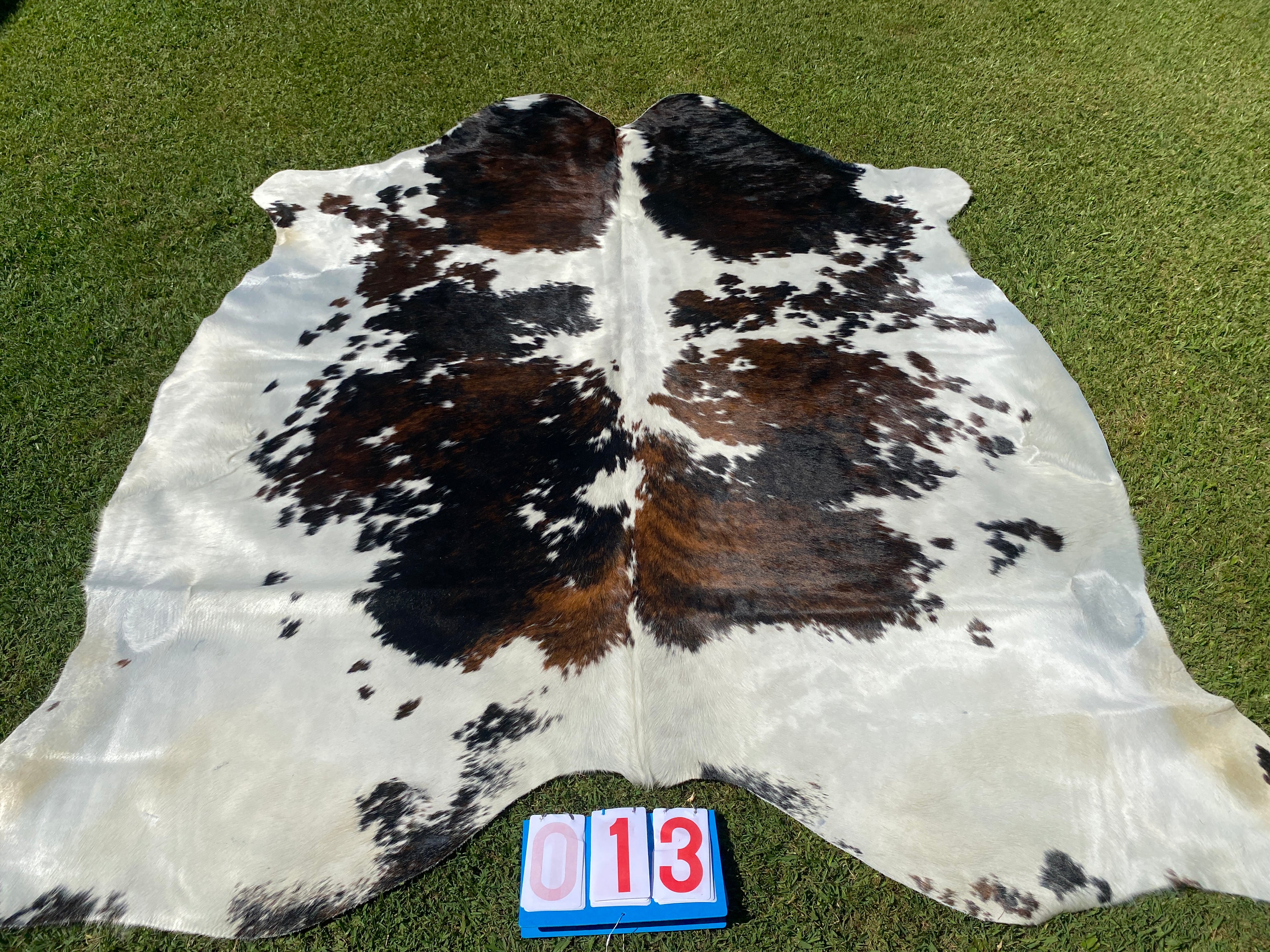 Cowhide 13 Stunning Brindle Tricolour White Belly