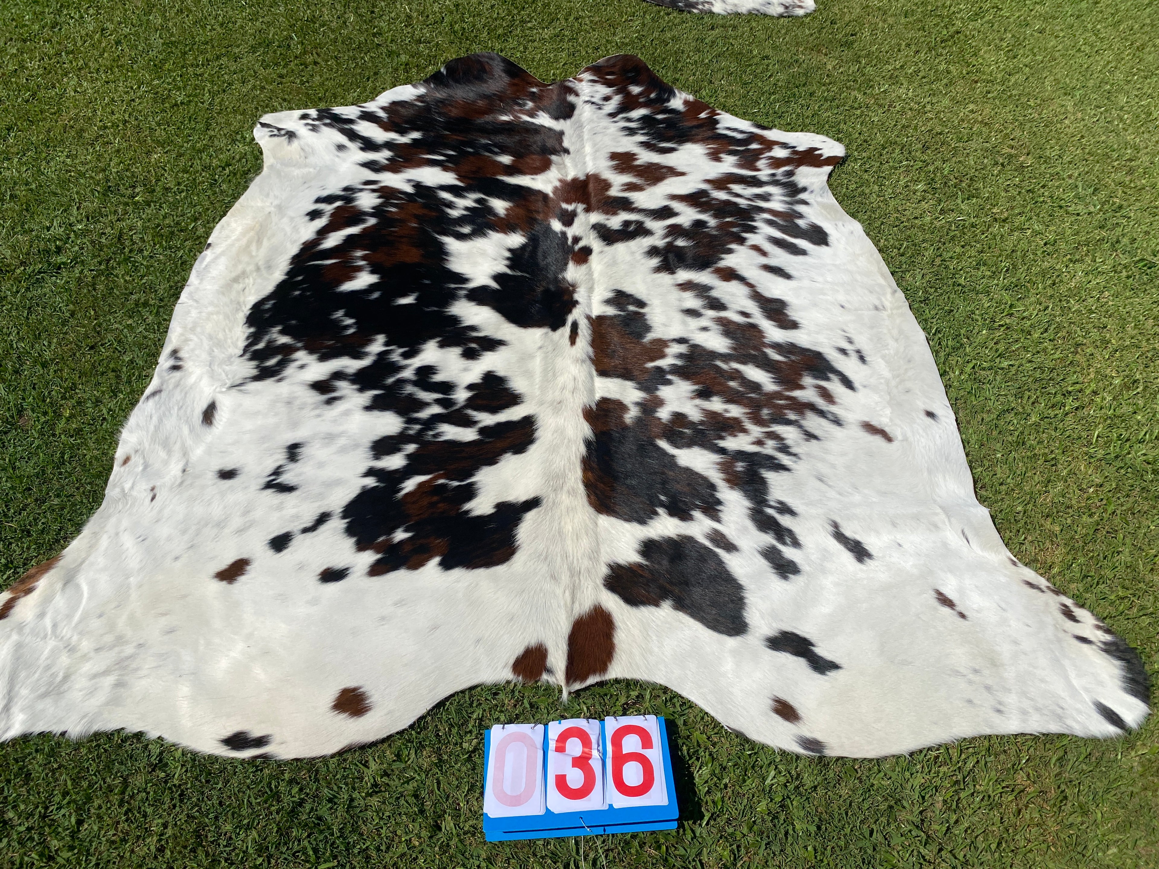 Cowhide 36 Tri Colour