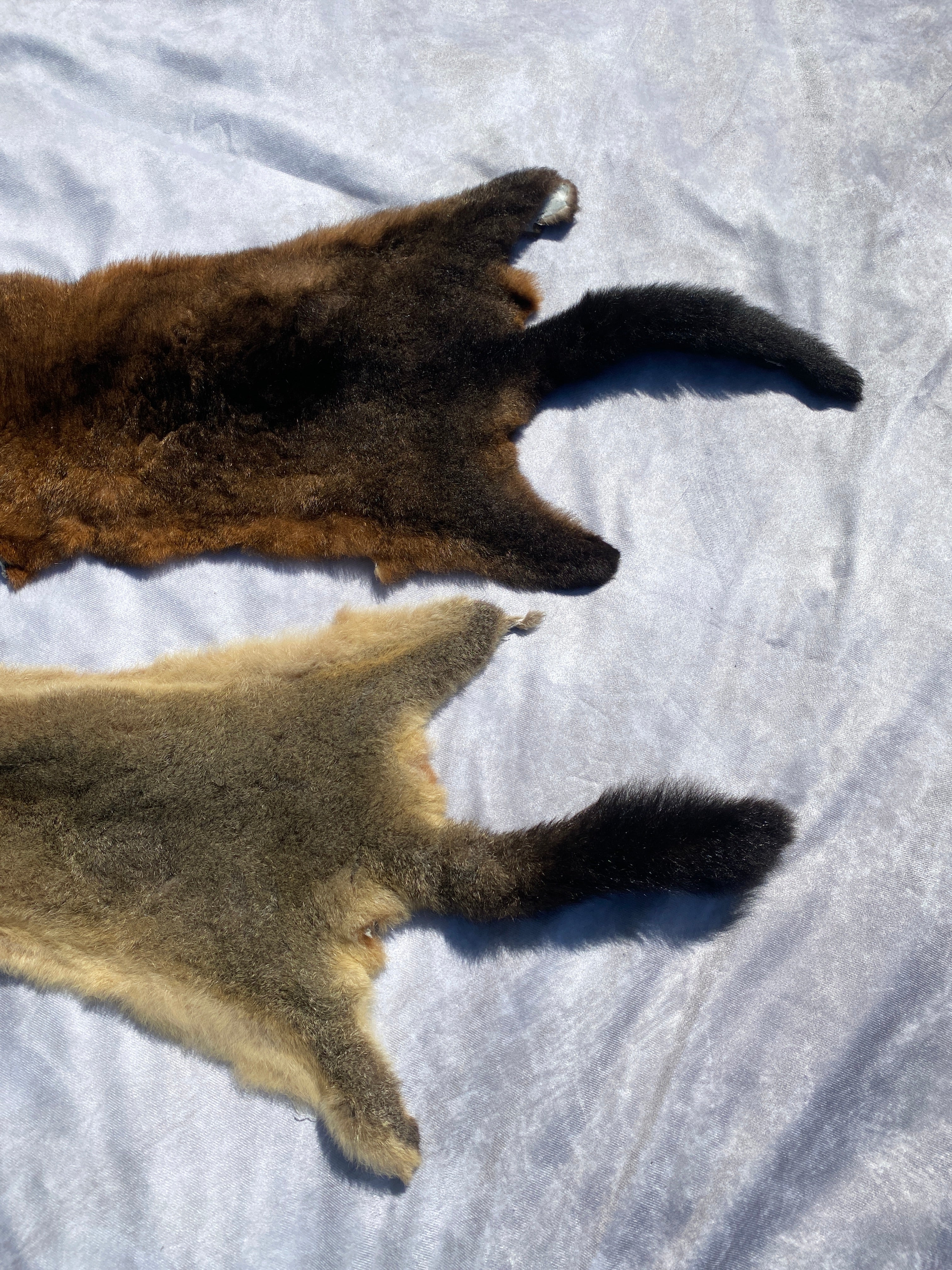 Specialty Skin - Possum