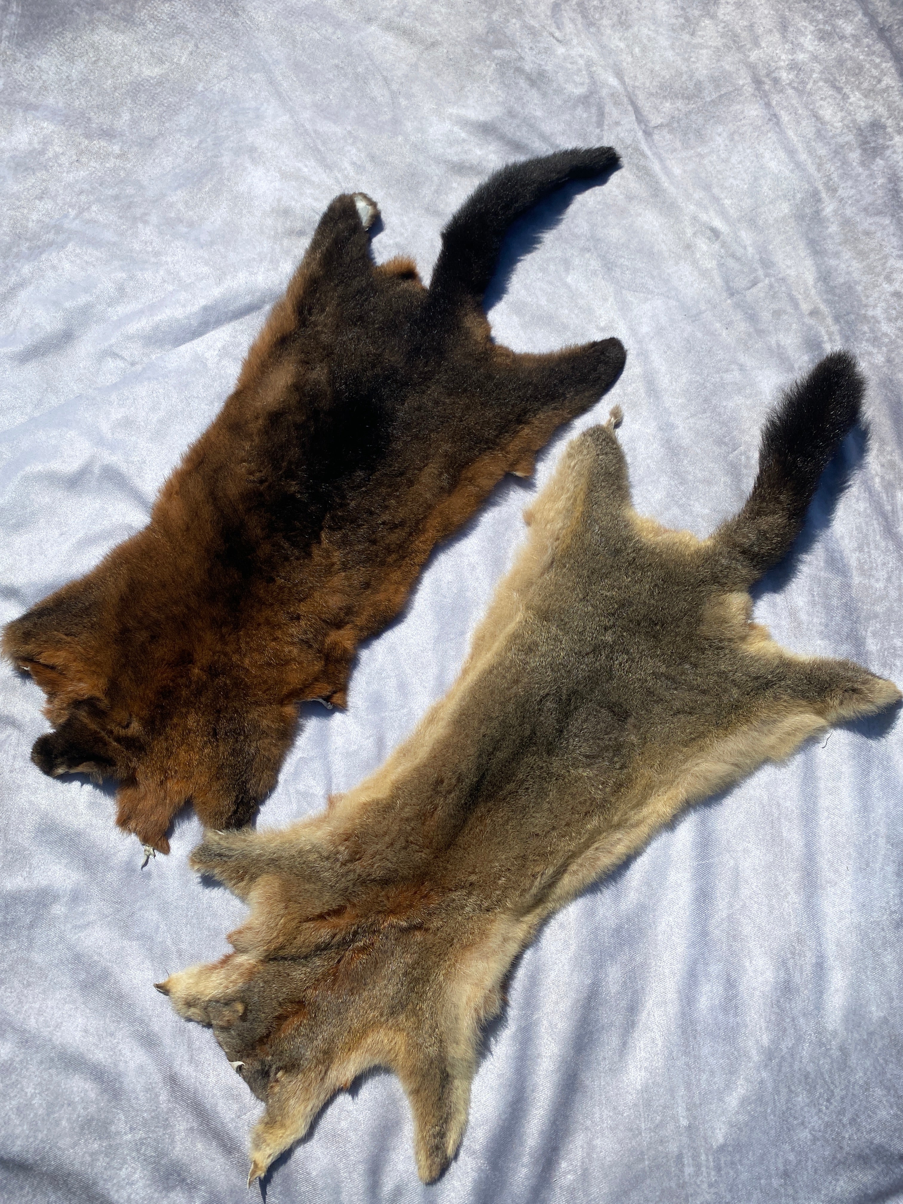 Specialty Skin - Possum