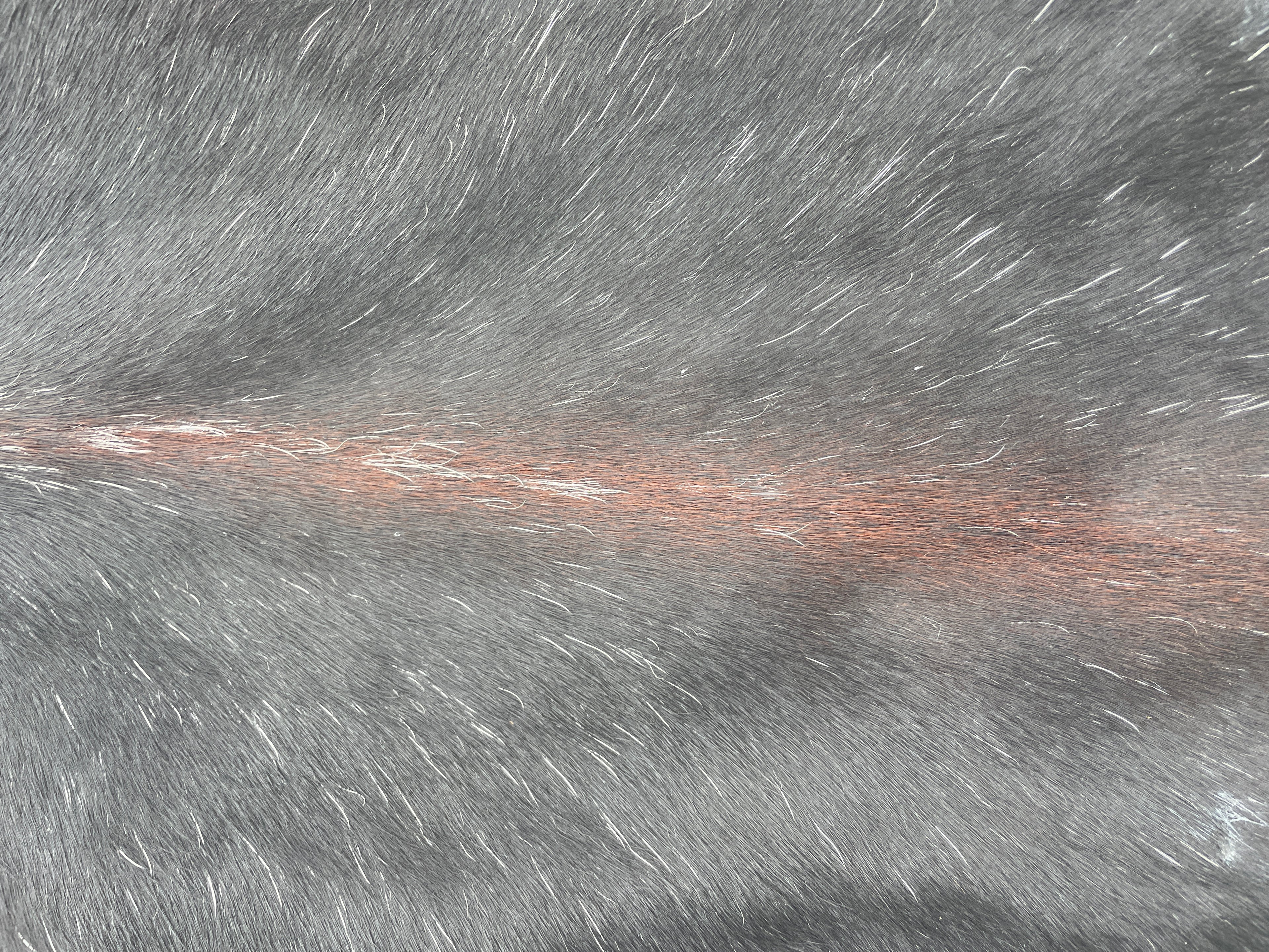 Cowhide 21 Reddish Black and White