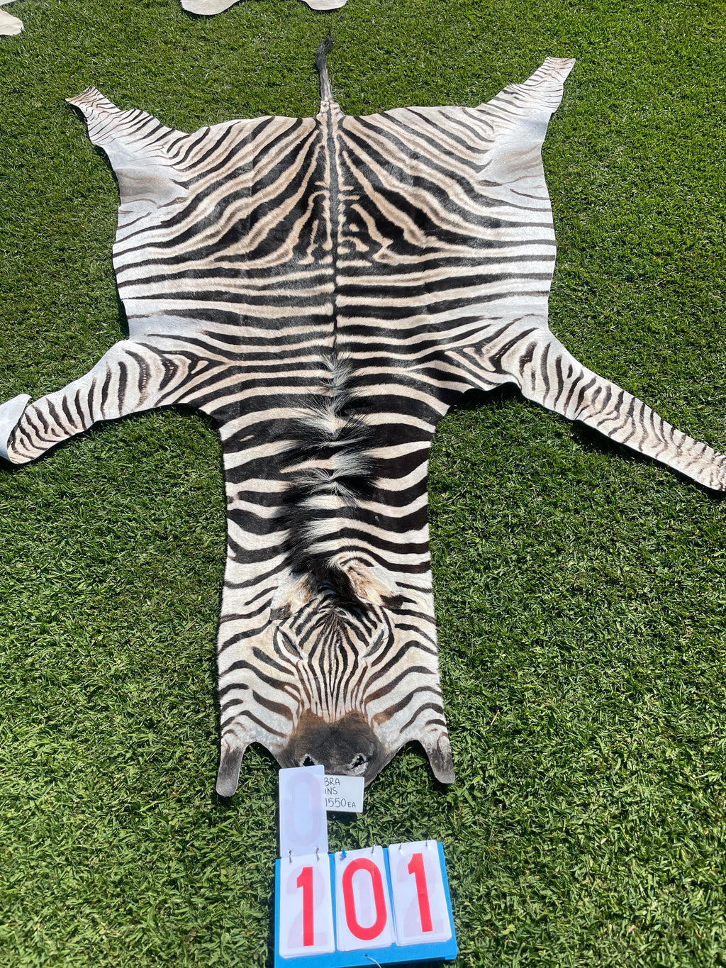 Specialty Skin - South African Zebra Skin (Real)