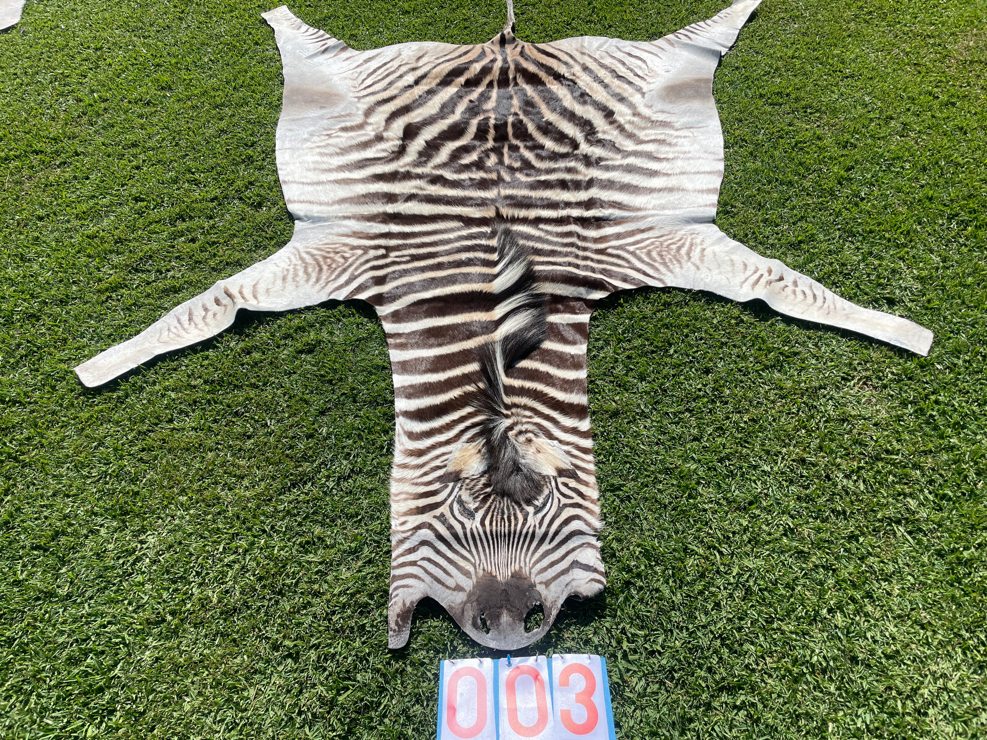 Specialty Skin - South African Zebra Skin (Real) 03