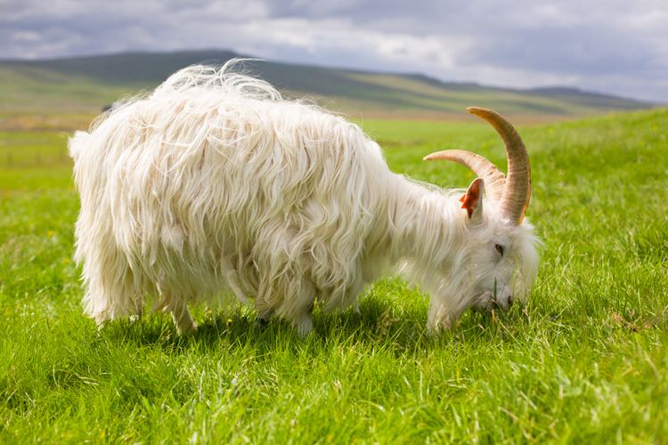 Specialty Skin - Icelandic Goat 01