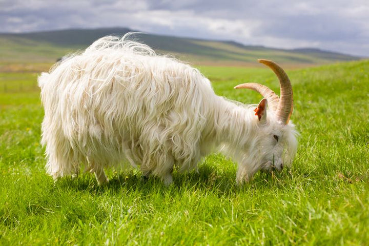 Specialty Skin - Icelandic Goat 01