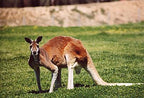 Specialty Skin - Kangaroo