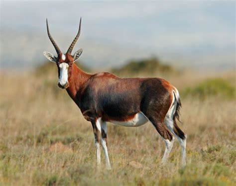 Specialty Skin - Blesbok