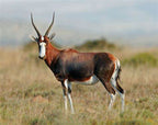 Specialty Skin - Blesbok