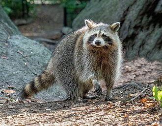 Specialty Skin - Raccoon